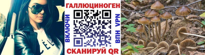 Псилоцибиновые грибы Psilocybe  Лодейное Поле 